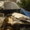 Продается автобус IVECO Daily 50с 15 #296330