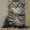 Котята мейн кун из питомника #283174
