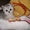 продаю котят шотландской страйт породы #284412