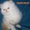 Продажа персидских котят. Питомник ОРЕСАНС #210380