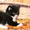Подарим сибирских котят #295579