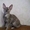 продаются котята корниш-рекс #167962