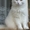 Кот в добрые руки #302365