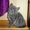 Котята из питомника!!! #289190
