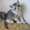продаю британских котят 3 месяца! #295646