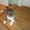 Пpoдaм Бpитaнcкoгo кoтa #330152