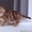 Мраморных скоттиш-фолдов и скоттиш-страйтов котят! #103006