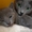 Продам котят породы Русская голубая #321624
