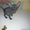 кошшечка петербургского сфинкса #336035