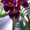 Орхидея Мильтония #334134