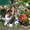 Отдам в добрые руки милого котенка #333018