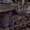 Котята для добрых хозяев #312993
