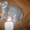 Продаю шотландских вислоухих котят #325264
