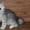 котята персидской шиншиллы #336069
