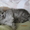ПРОДАМ БРИТАНСКИХ ДЛИННОШЕРСТНЫХ КОТЯТ #312440