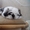 Продаётся щенок породы Ши-тцу. #323009