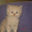 Продаю пушистых котят #325334