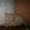 Британские котята короткошерстные и длинношерстные #284133