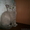Британские котята   от элитных родителей #314093