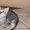 Котенок породы Шотландская КШ #333623