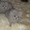 котята плюшевые британские #336512