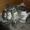 отдам милых котят в хорошие руки #324540