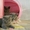Предлагаю котят британской породы #332419