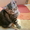 Продам шотландского котика #366095