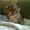 Отдам котеночка в добрые руки #343087