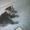 Британскик котята #341581