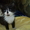 котя)))))))))))))) #352230