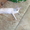 Котята ориентальные #154793