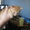Котята ждут своих хозяев. #372200