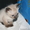 Продается тайский котенок #365690