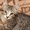 Котенок-полосатик в добрые руки #376951