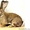 Продаю  кроликов :  Новозеландская красная,  Новозеландская белая,  Фландр.  #405885