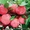 плодовые растения в е,  черешня,  абрикос,  вишня,  яблоня,  груша,  смородина,  алы #424827