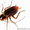 Уничтожение тараканов  в Самаре. Борьба с тараканами. Выведение тараканов. 89171 #417531