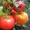 Семена коллекционных сортов томатов #434796