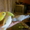Птенцы волнистого попугайчика #457115