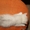 Котята британские плюшевые #487151