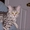 F3 Саванна котят предложение. #541999