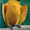 попугай сине желтый ара #594763