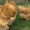 Продажа породистых кур и уток , индюшки, индоутята,  цыплята #281394