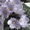 Фиалки узумбарские цветущие #635624