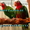 Кубинский амазон - ручные птенцы из питомников  #654624