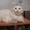 Котик срочно ищет добрых хозяев #650733