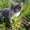 Котенок срочно ищет самые добрые ручки #650737