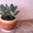 Комнатные растения,  горшки для комнатных растений #731408