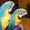 Пара рук подняли сине-золотой попугаи ара  #763201
